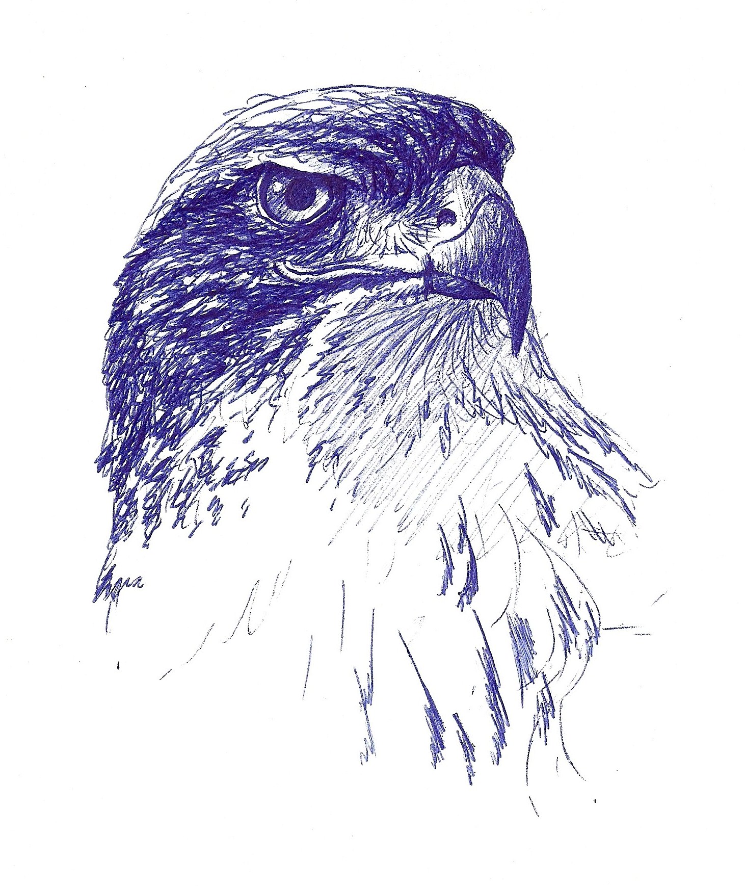 1462x1738 Ferruginous Hawk Sketch - Hawk Sketch