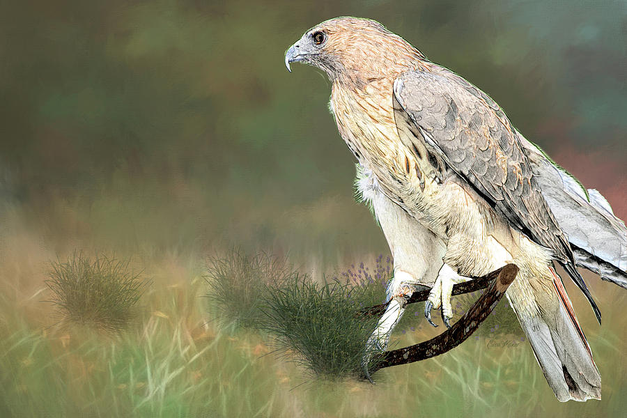 900x600 Hawk Sketch Photograph By Ericamaxine Price - Hawk Sketch