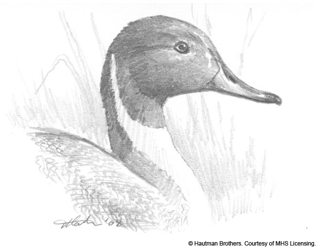 650x508 Pintail Sketch - Hb Sketch
