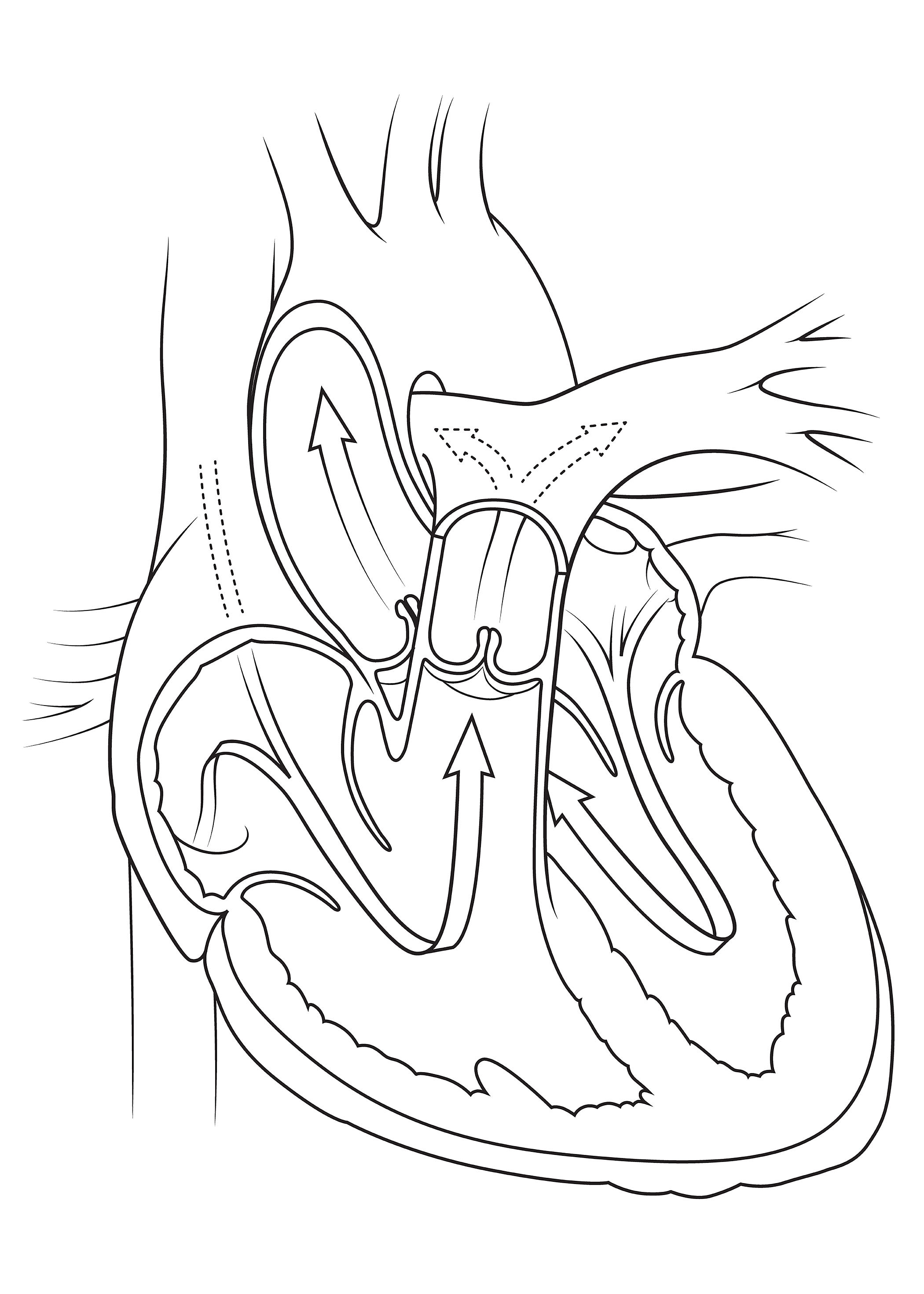 2100x2940 The Heart Anatomy Sketch - Health Sketch
