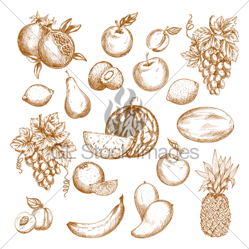 500x500 Fresh Fruit Sketch Set For Healthy Food Design Gl Stock Images - Healthy Food Sketch