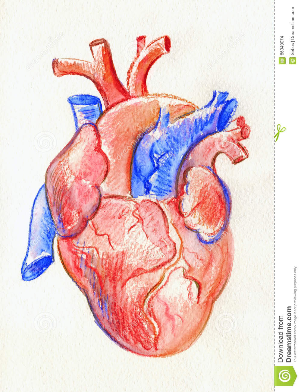 999x1300 Colorful Drawing Of Internal Structure Of Heart Photos Internal - Heart Anatomy Sketch