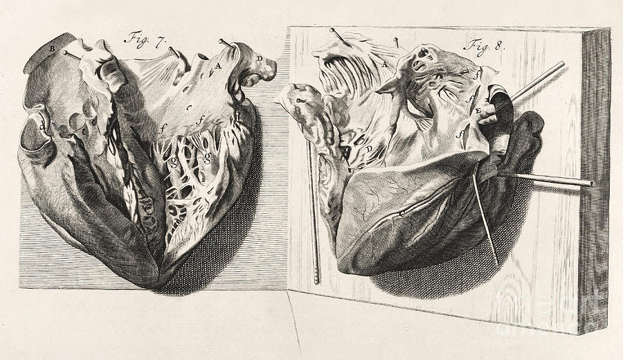 900x520 Heart Anatomy, Illustration, 1739 Photograph By Wellcome Images - Heart Anatomy Sketch