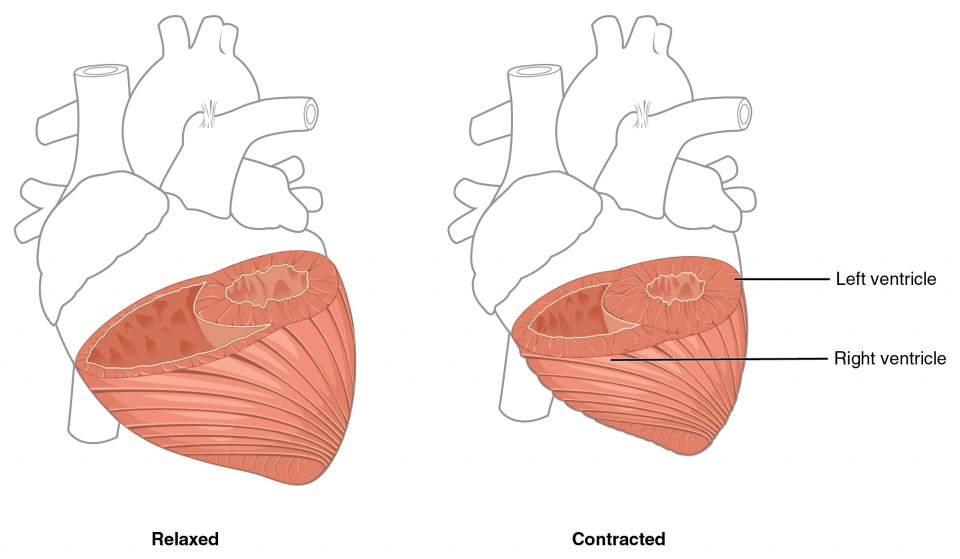 960x559 Heart Anatomy Anatomy And Physiology Ii - Heart Anatomy Sketch