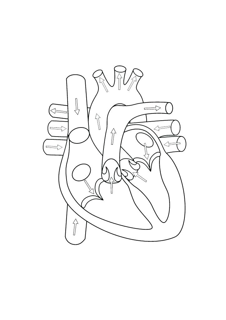 723x1024 Heart Anatomy Coloring Pages Black And White Diagrams Human Sketch - Heart Anatomy Sketch
