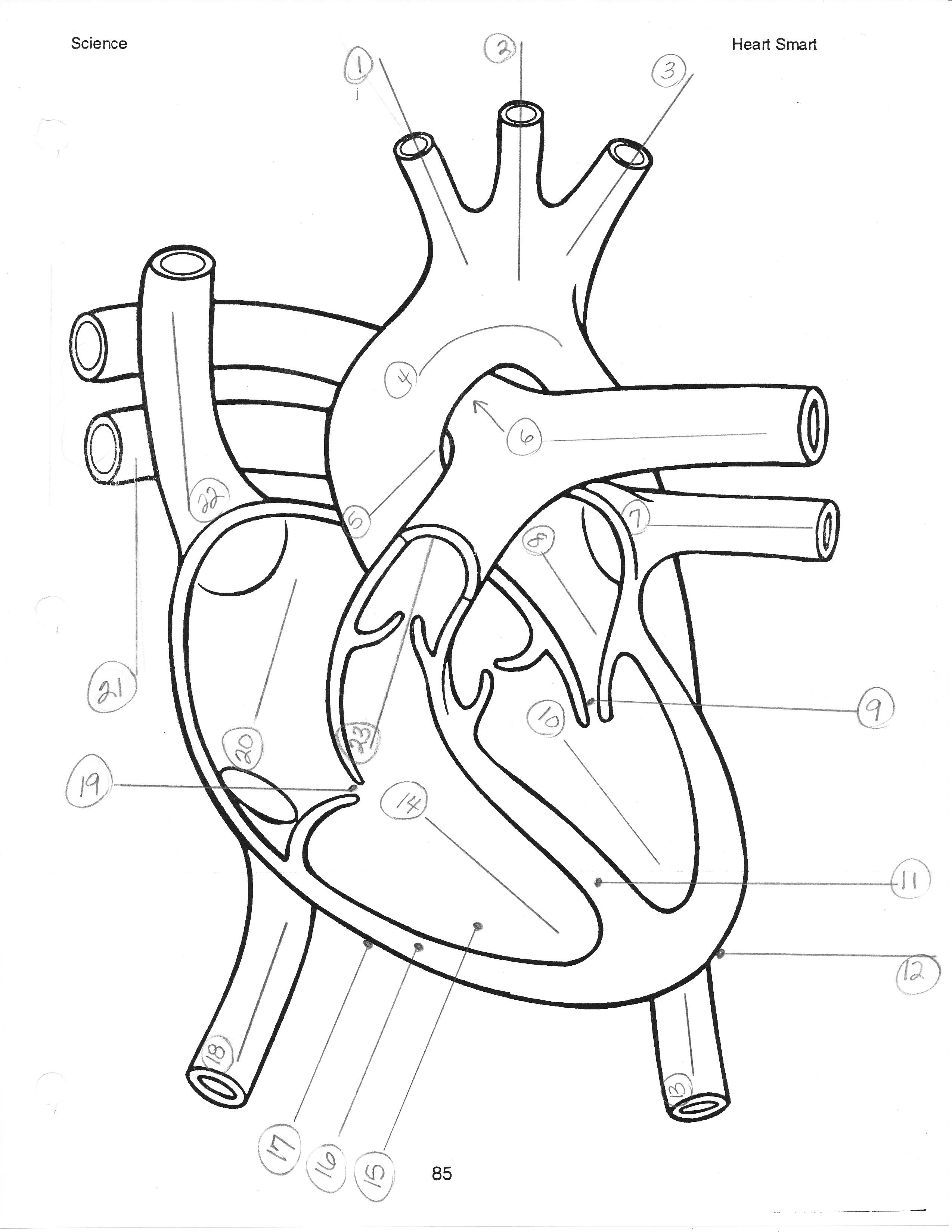 2549x3299 Heart Anatomy Diagram Blank - Heart Anatomy Sketch
