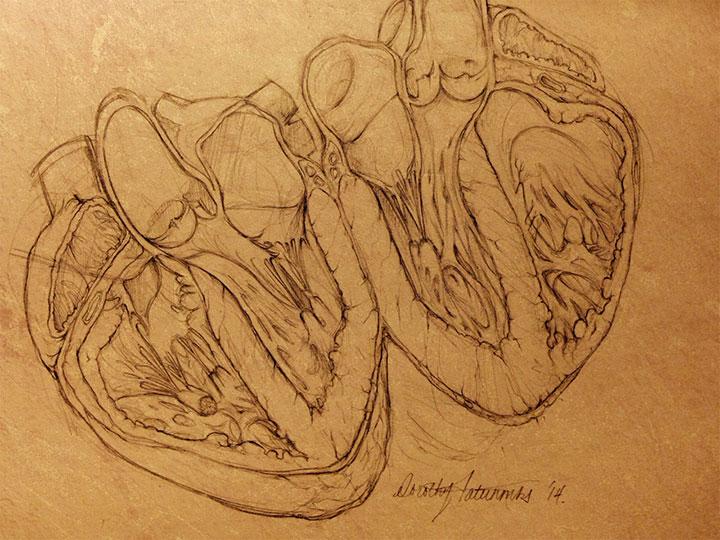 720x540 Heart Anatomy Sketch In Graphite Dorothy Fatunmbi Medical And - Heart Anatomy Sketch