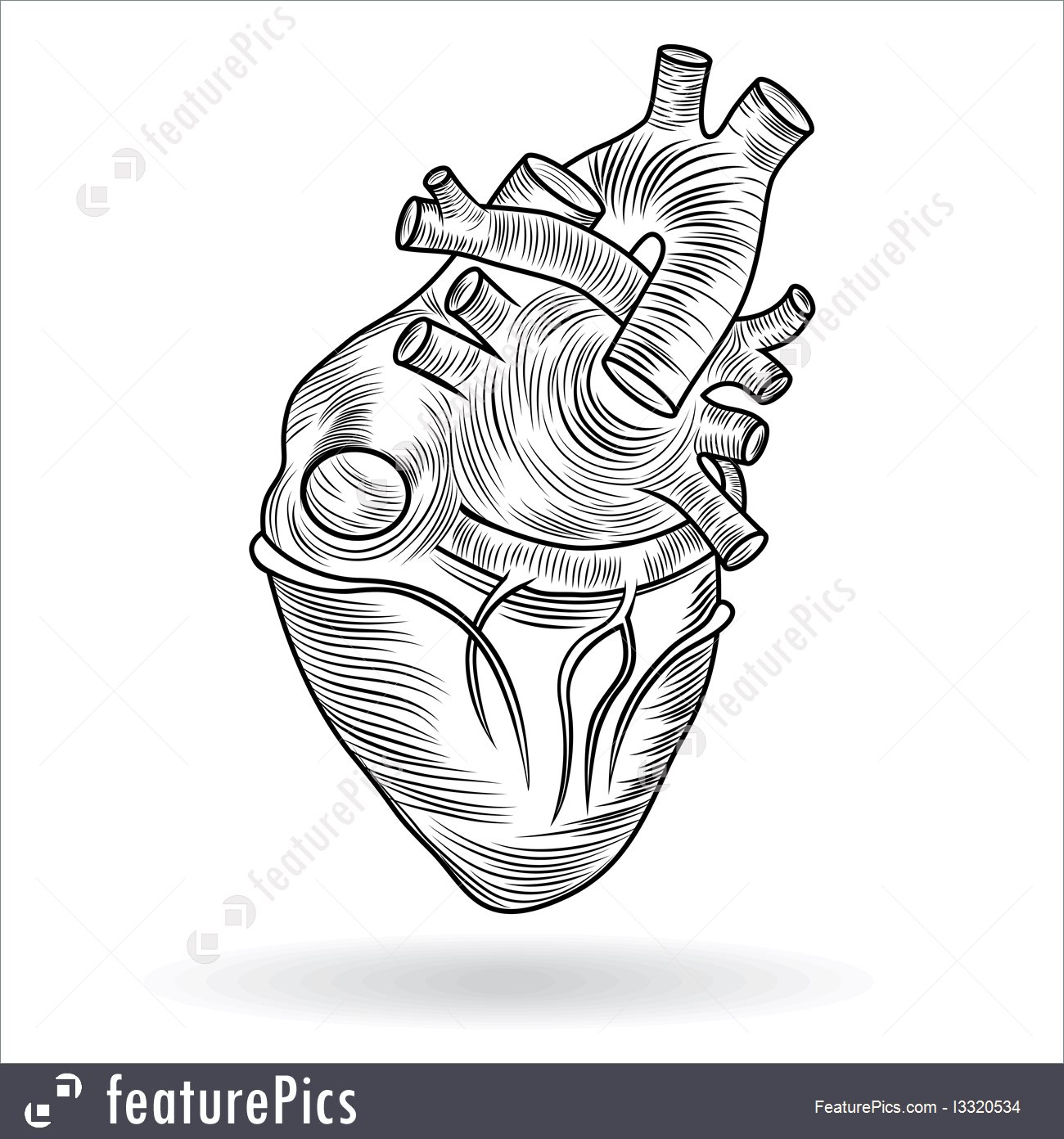1300x1392 Human Heart Anatomy Illustration - Heart Anatomy Sketch