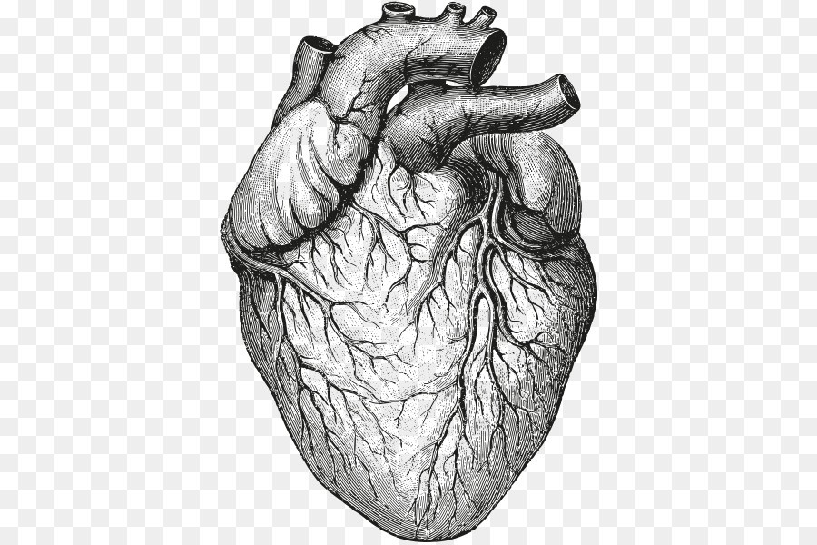 900x600 Human Heart Organ Vector Sketch Icon Image Csp54361379 With - Heart Anatomy Sketch