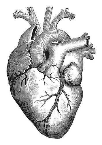 354x500 Royalty Free Images - Heart Anatomy Sketch