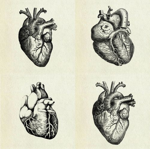 500x499 Tumblr Image Heart Creative Drawing Pictures - Heart Anatomy Sketch