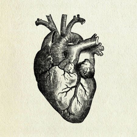 450x449 Amazing, Anatomical Heart, B, Beautiful, Black And White, Drawing - Heart Anatomy Sketch