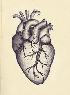 236x319 Vintage Anatomical Heart Drawing - Heart Anatomy Sketch