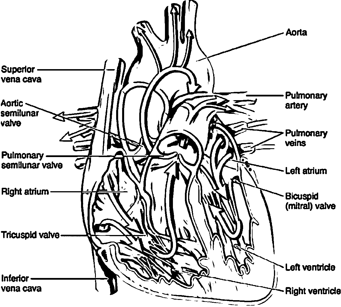 1195x1079 Anatomy And Physiology Of The Heart Picture Sketch Drawing - Heart Anatomy Sketch