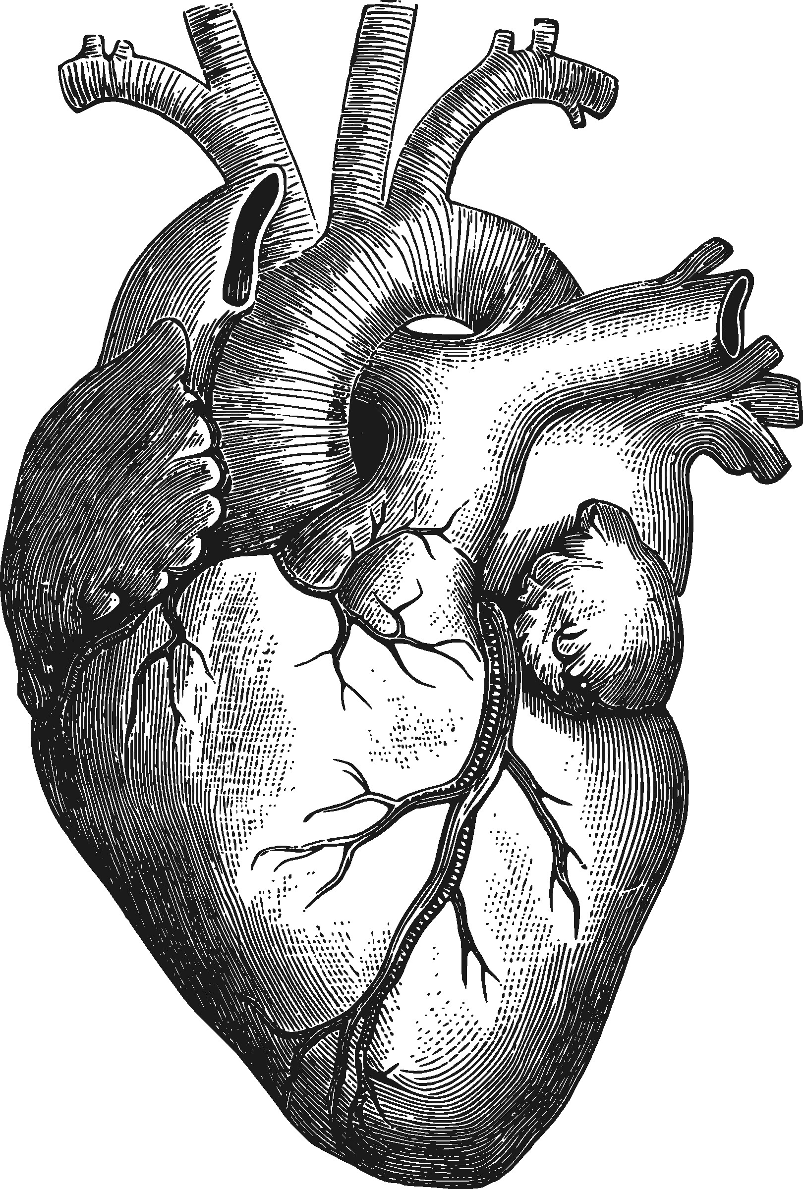 Heart Drawing Reference