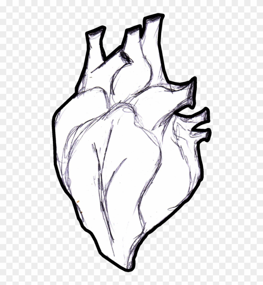 840x911 Anatomy Png Real Heart Drawing Pictures - Heart Anatomy Sketch