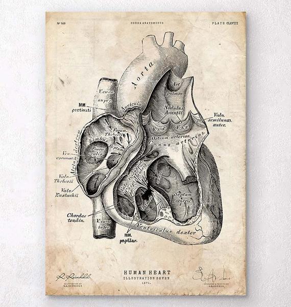 570x600 Antique Medical Book - Heart Anatomy Sketch