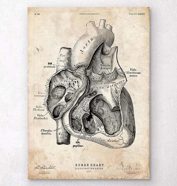 Heart Anatomy Sketch at PaintingValley.com | Explore collection of ...