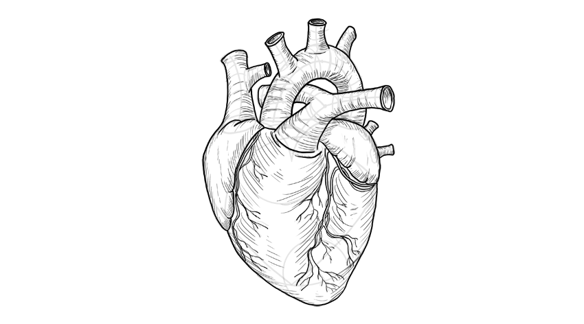 Heart Diagram Sketch at PaintingValley.com | Explore collection of ...