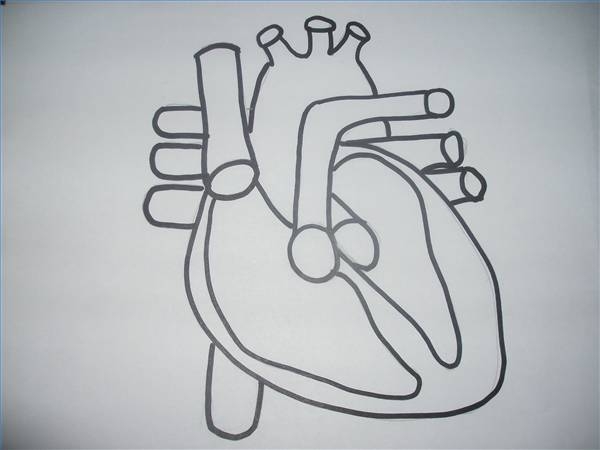 sketch diagram of human heart