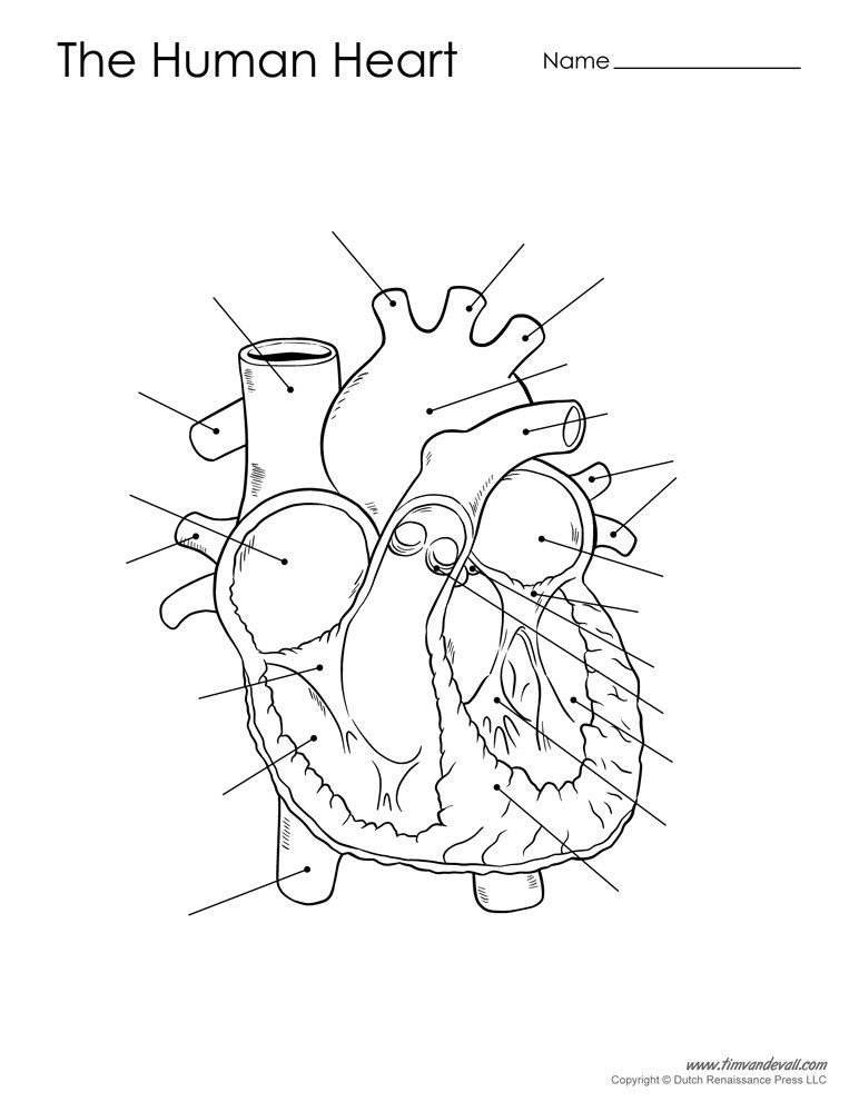 Heart Diagram Sketch at PaintingValley.com | Explore ...