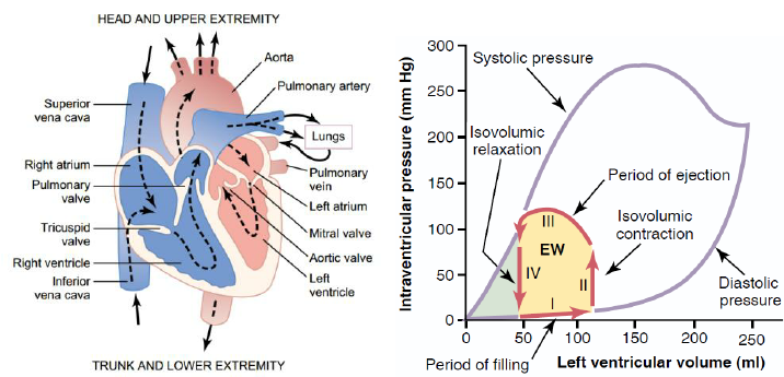 716x345 Human Heart Diagram Simulation - Heart Diagram Sketch