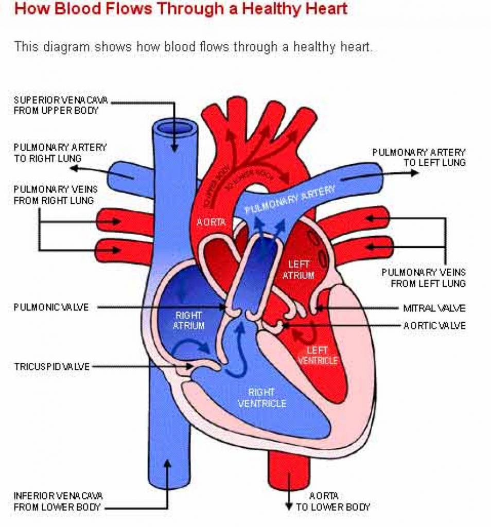 Simple Schematic Diagram Of Heart Human Heart Diagram Labeled ...