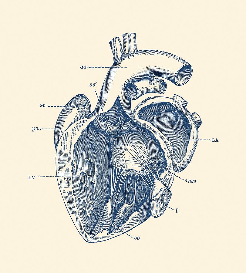 sketch diagram of human heart