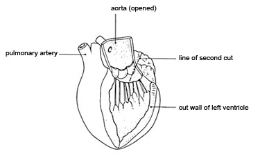 375x226 Looking - Heart Diagram Sketch