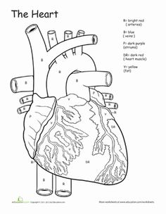 Heart Diagram Sketch at PaintingValley.com | Explore collection of