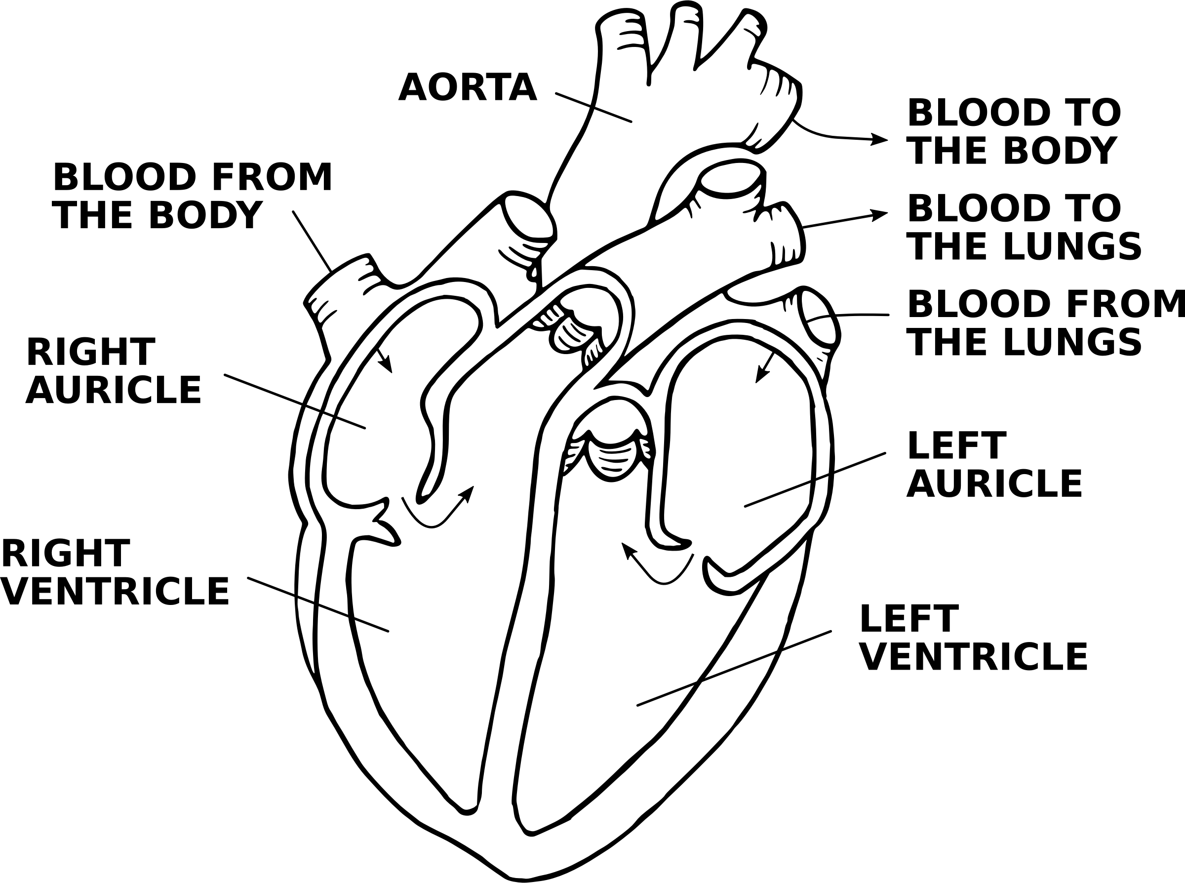 Heart Diagram Labeled Drawing