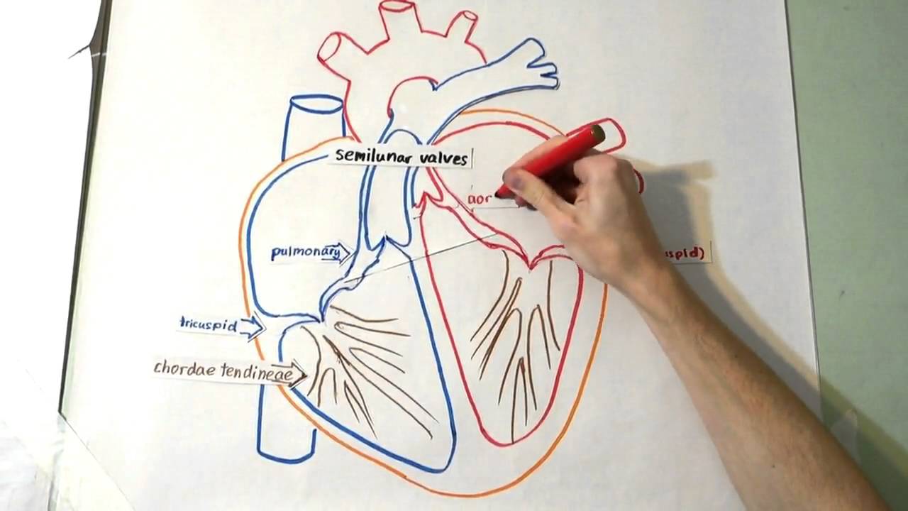 1280x720 The Heart Structure And Function - Heart Diagram Sketch