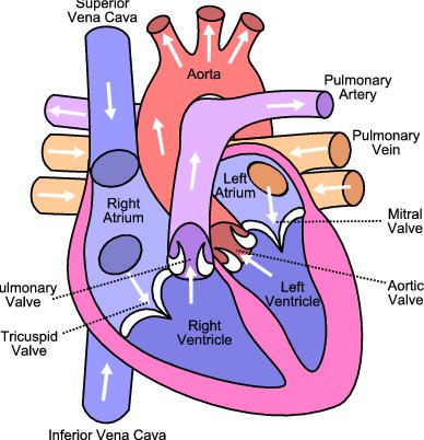 388x402 Cross Section Sketch Of The Human Heart. Download Scientific Diagram - Heart Diagram Sketch