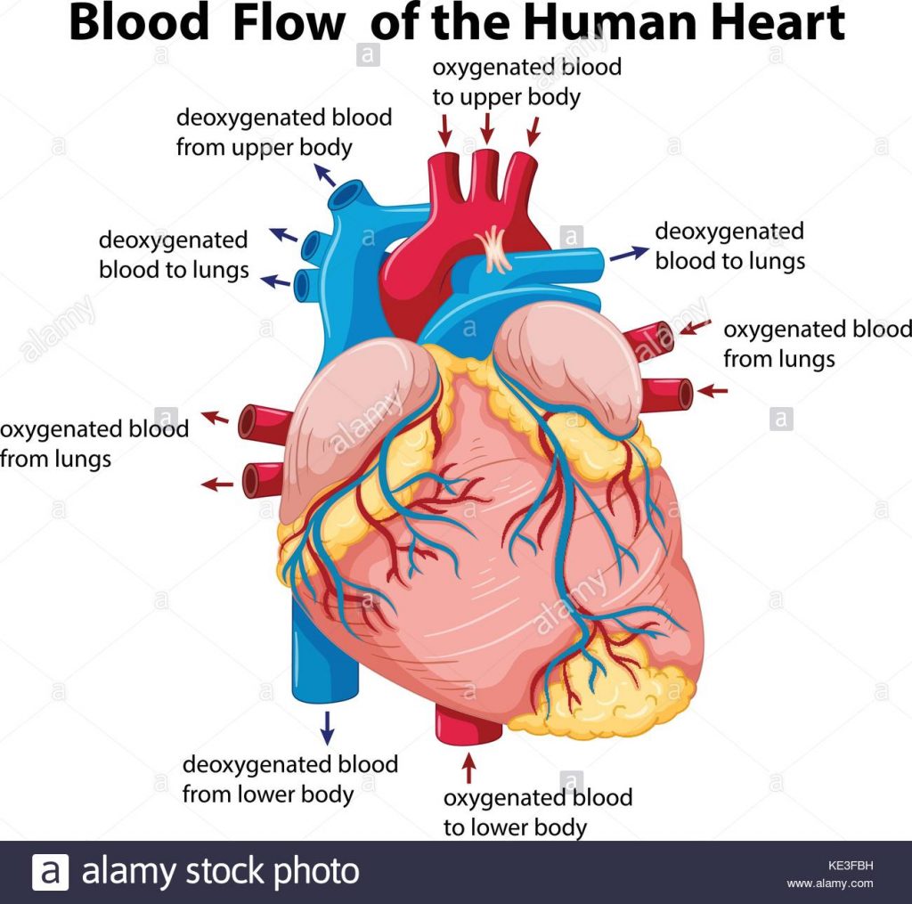 sketch diagram of human heart