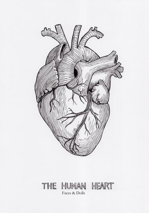 500x715 Drawn Heart Organ - Heart Organ Sketch