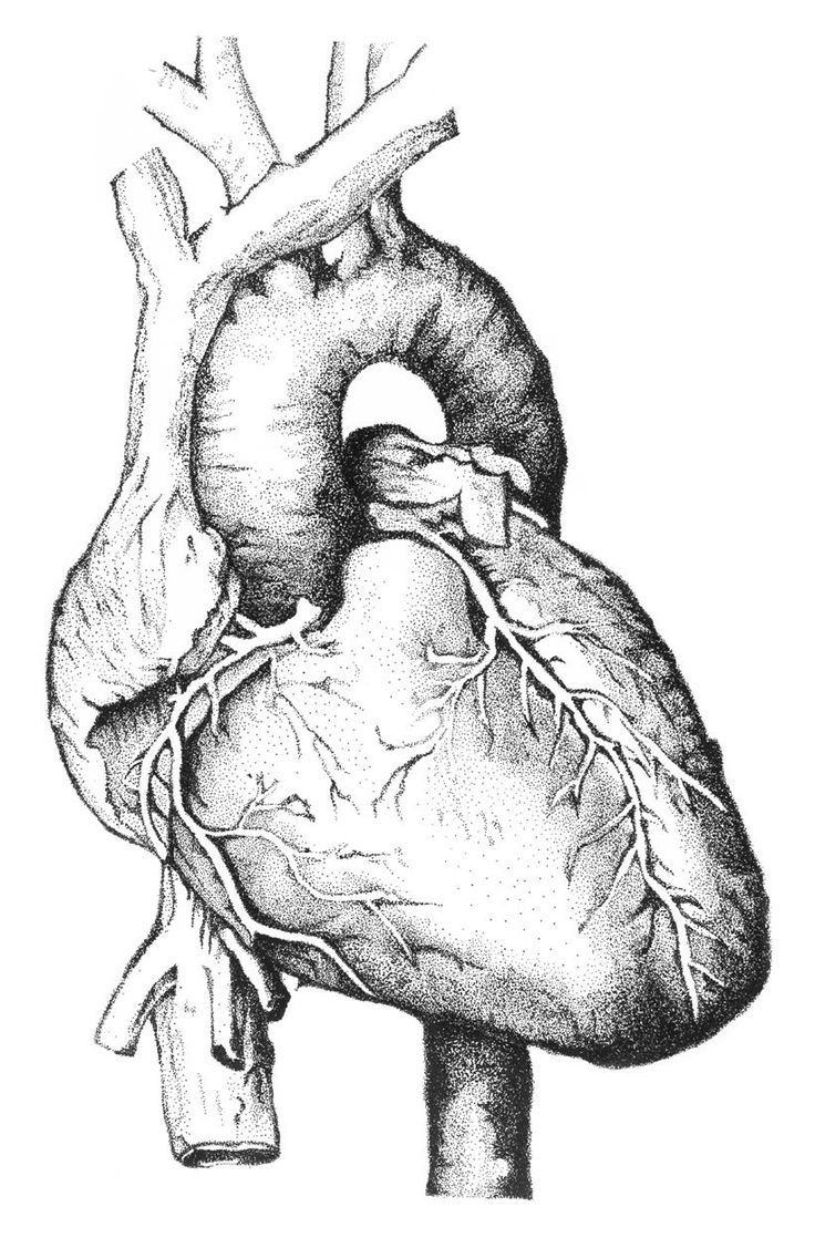 736x1118 Drawn Heart Organ - Heart Organ Sketch