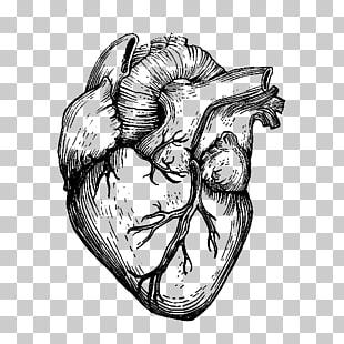 310x310 Free Download Prophour23 Drawing Heart Organ, Sketch Png Clipart - Heart Organ Sketch