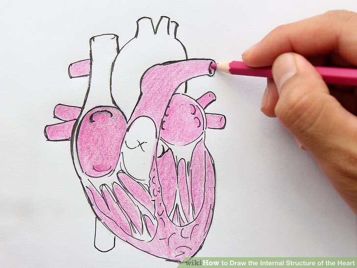 728x546 How To Draw The Internal Structure Of The Heart (With Pictures) - Heart Organ Sketch