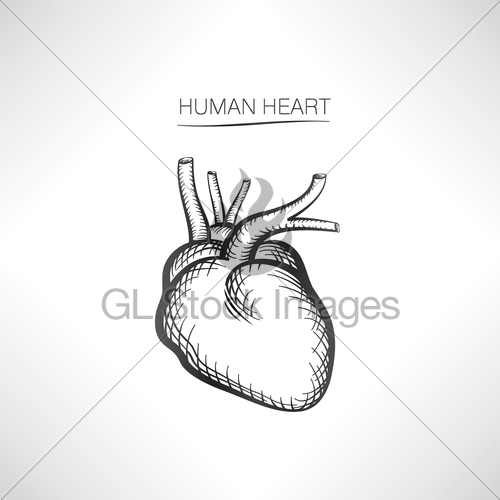 500x500 Human Heart Sign Isolated. Internal Organ Anatomy. Icon S... Gl - Heart Organ Sketch