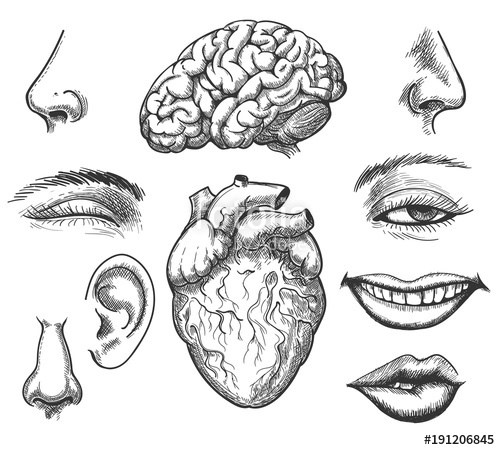 500x450 Human Face And Organs. Human Head Organ Set Like Eye, Nose And - Heart Organ Sketch