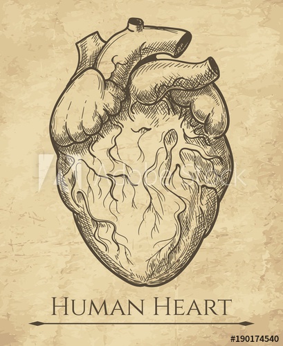 409x500 Human Heart Sketch. Anatomical Heart Organ Etching Drawing - Heart Organ Sketch