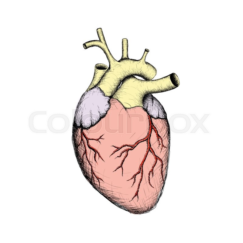800x800 Human Heart. Internal Organs. Anatomy. Stock Vector Image. Stock - Heart Organ Sketch