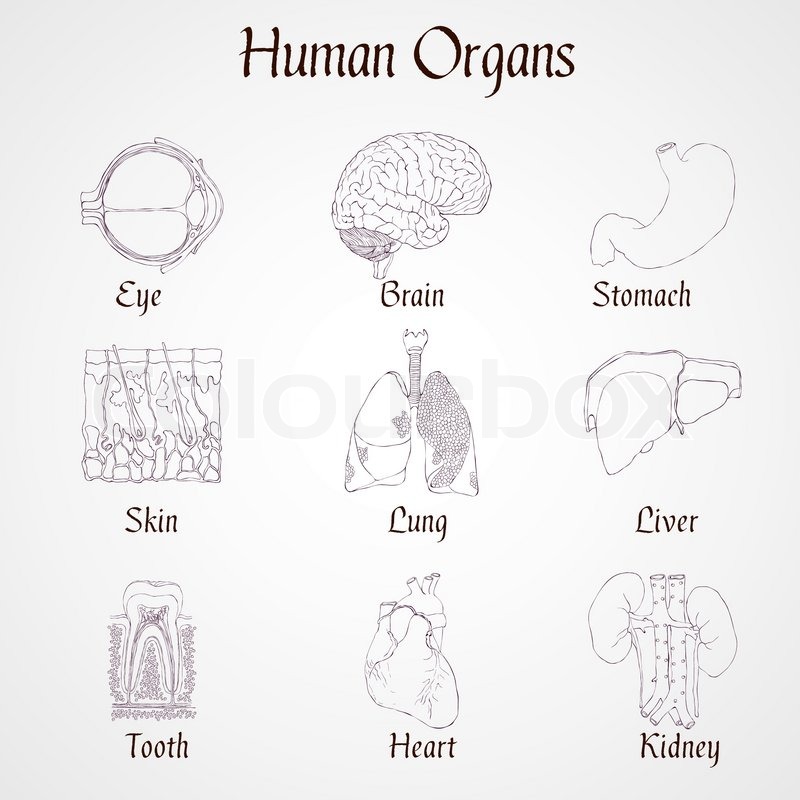 800x800 Human Organs Outline Icons Set Of Kidney Heart Tooth Liver Lung - Heart Organ Sketch