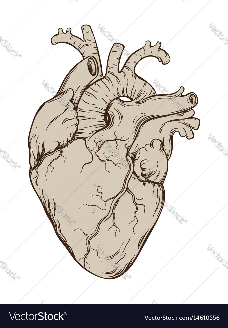 Heart Organ Sketch at PaintingValley.com | Explore collection of Heart ...