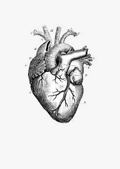 244x343 Sketch Heart, Heart Clipart, Heart, Human Organ Png Image And - Heart Organ Sketch