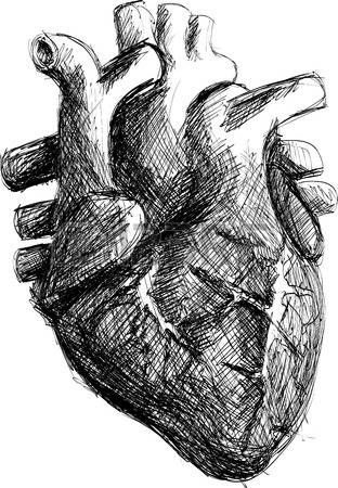 312x450 Organ Realistic Black And White Hand Drawn Human Heart Sketch - Heart Organ Sketch