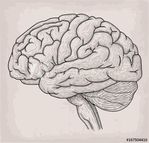 500x478 Anatomical Brain Heart Hand Drawn Organ Sketch. Medicine, Vector - Heart Organ Sketch