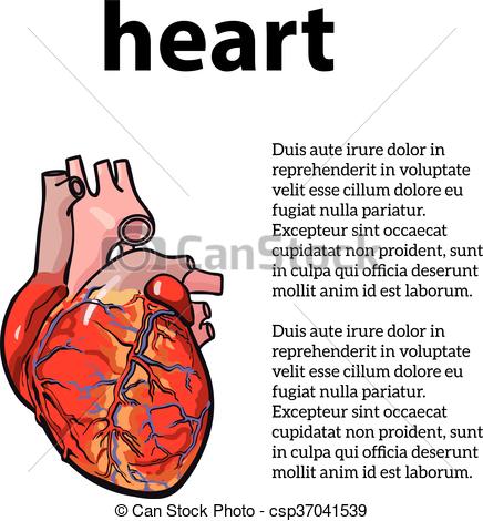 436x470 Anatomical Human Heart, Vector Sketch Hand Drawn Illustration - Heart Organ Sketch