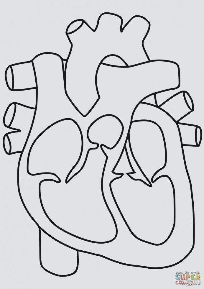 692x980 Human Heart Coloring Pages Anatomical Heart Outline Tattoo Sketch - Heart Outline Sketch