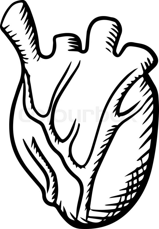 556x800 Human Heart Anatomy Icon With Detailed Arteries And Veins Isolated - Heart Outline Sketch